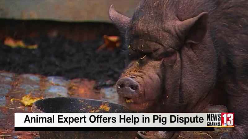 Animal law expert says Canajoharie man has right to keep pet pig   NewsChannel 13