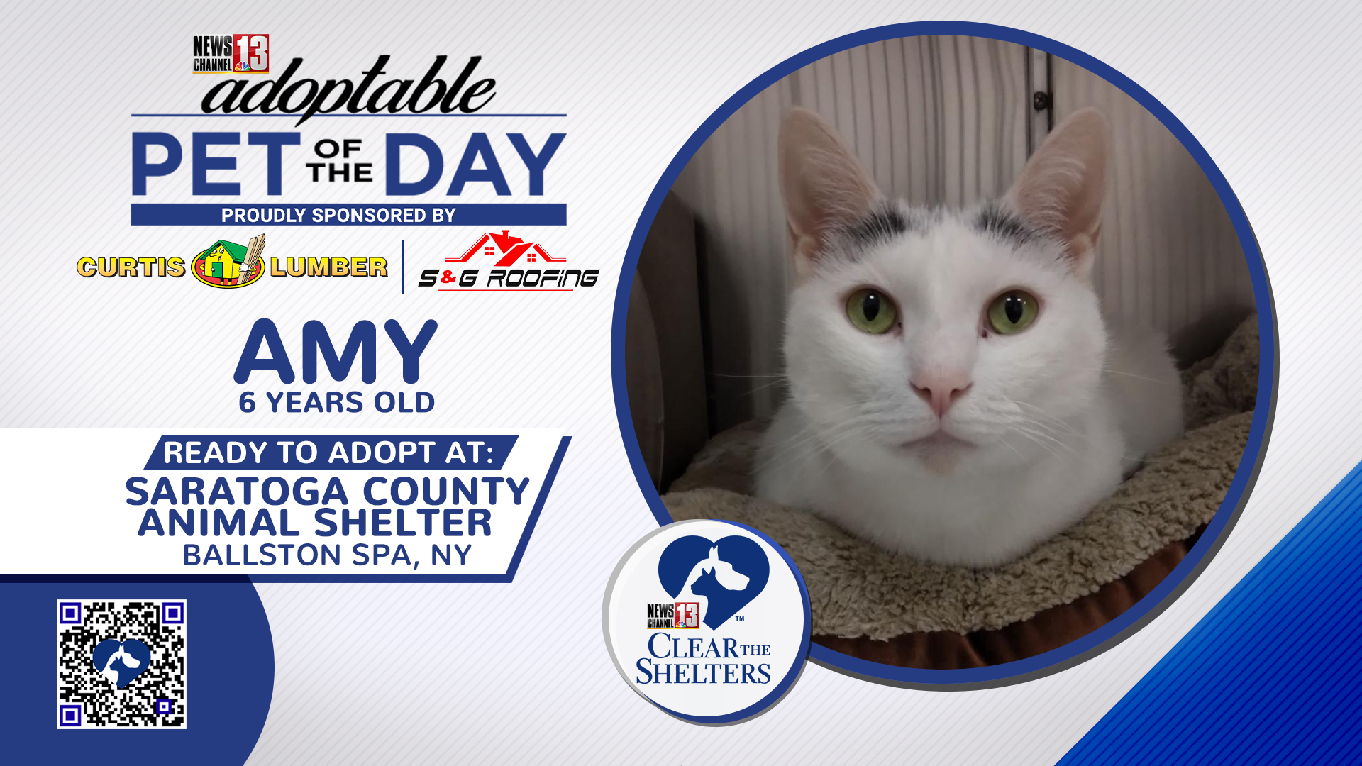 Adoptable Pet of the Day Amy