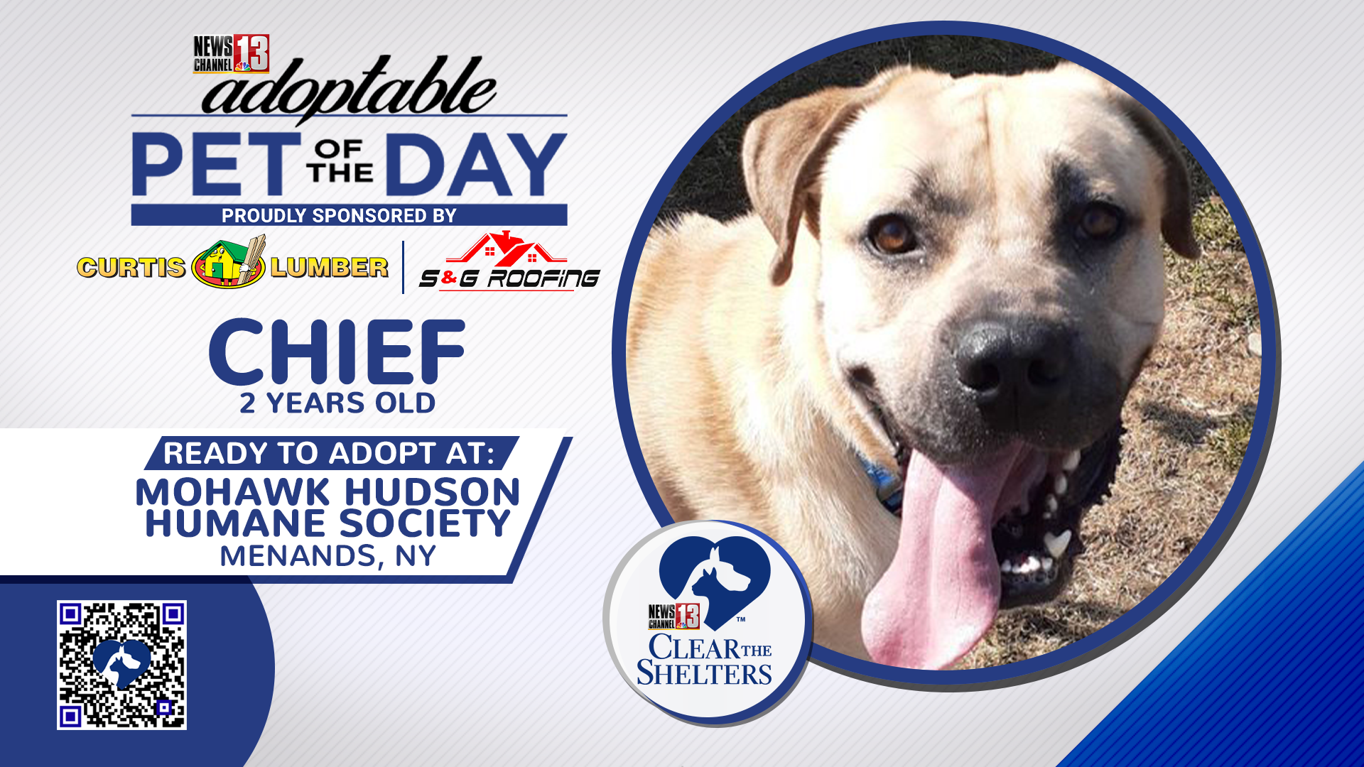 Adoptable Pet of the Day Chief