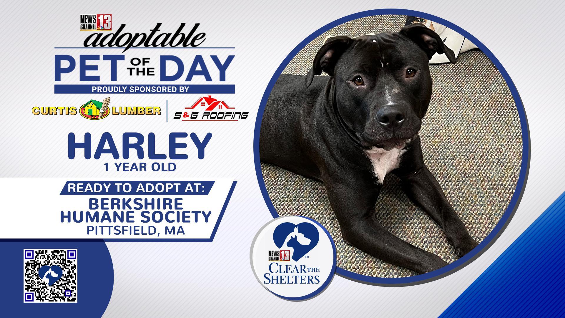 Clear The Shelters Harley FS