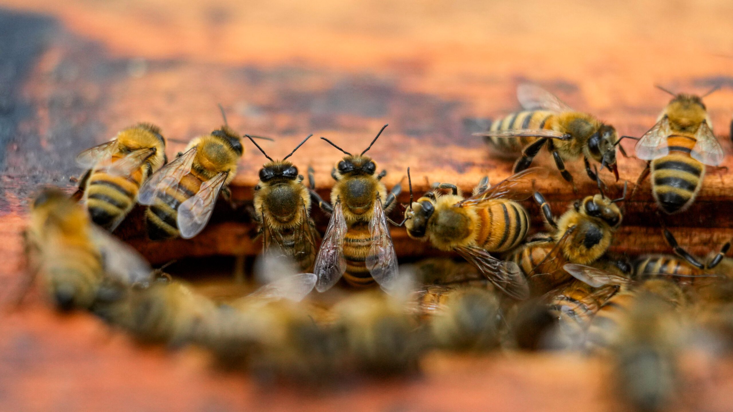 Nearly half of US honeybee colonies died last year - WNYT.com ...