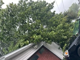 Amsterdam-Church-Street-tree-down-1-Laurenn-Hinkle