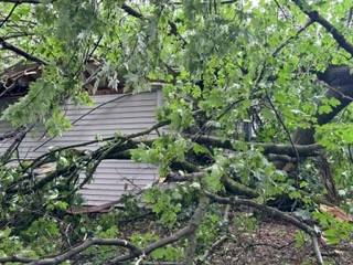 Amsterdam-Church-Street-tree-down-12-Laurenn-Hinkle