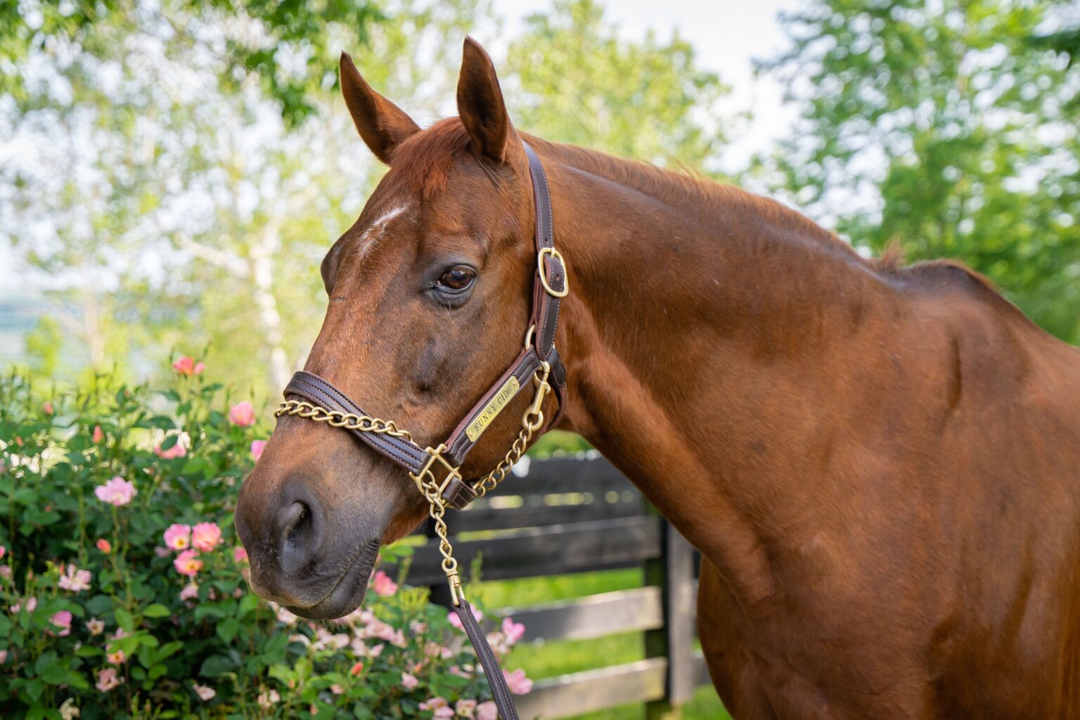 Funny Cide, Kentucky Derby and Preakness Stakes winning horse, has died