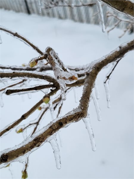 Ice glazed on tree branch Rotterdam_305pm