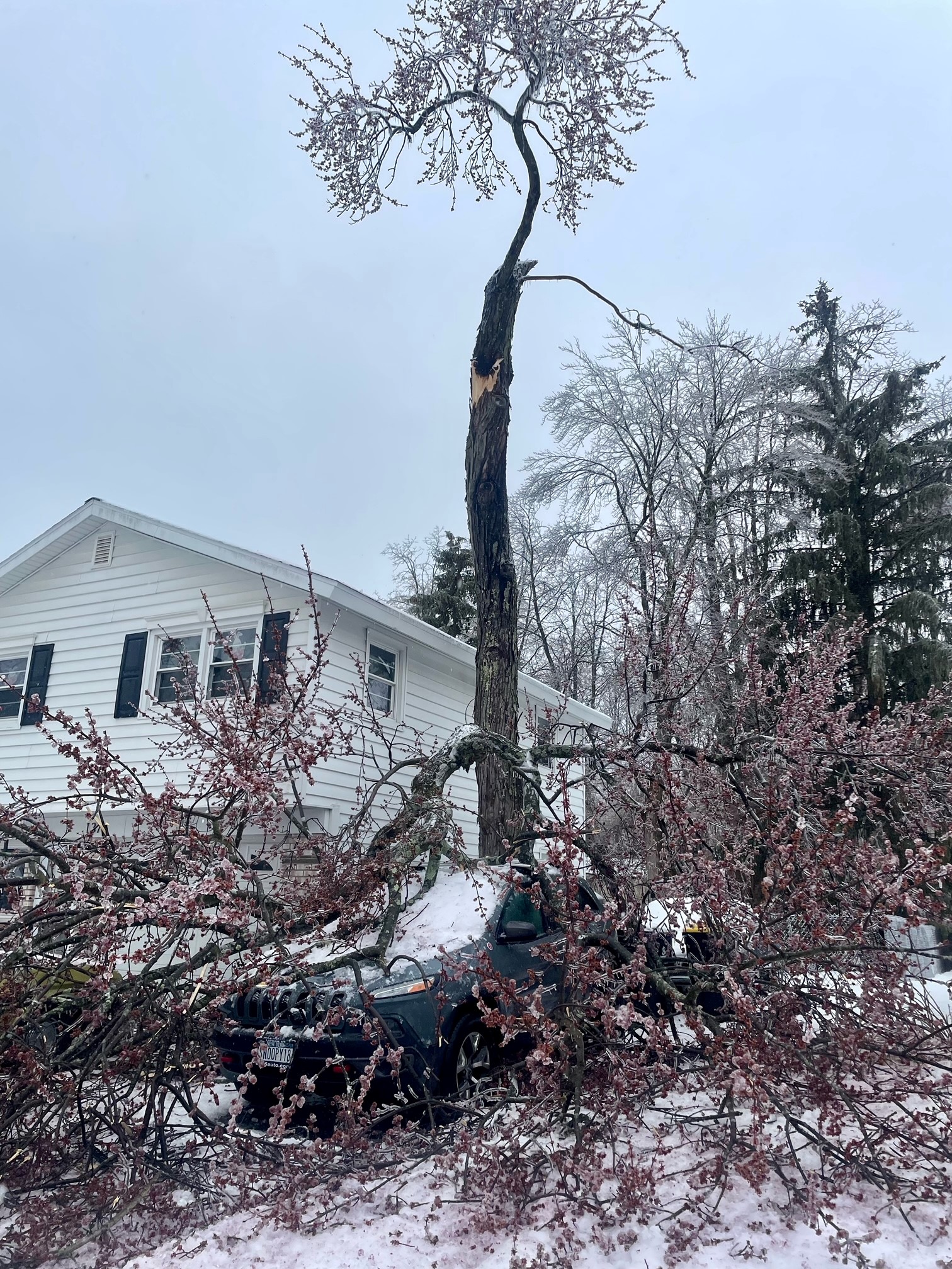 Jeep covered by large tree branches that fell