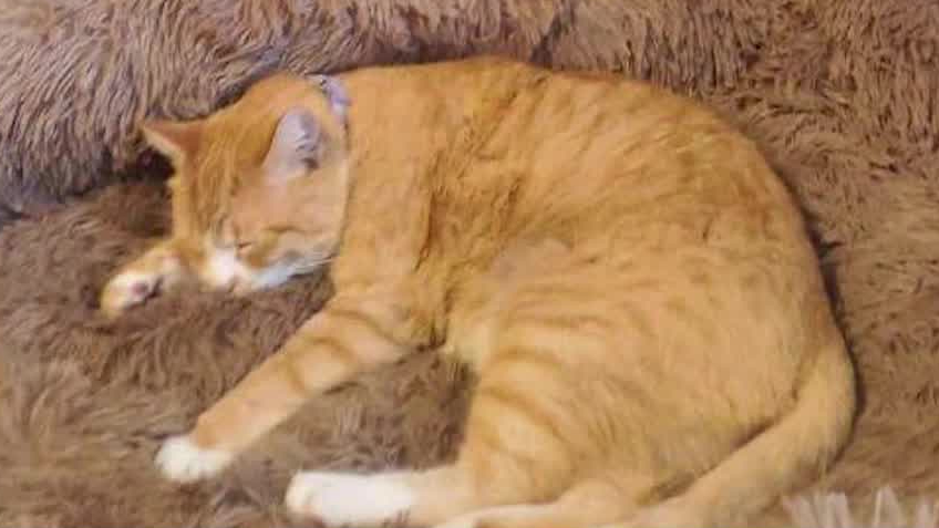 Cat left outside Saratoga County shelter has been found