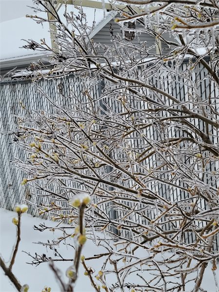 More icing glaze on tree in Rotterdam_305pm