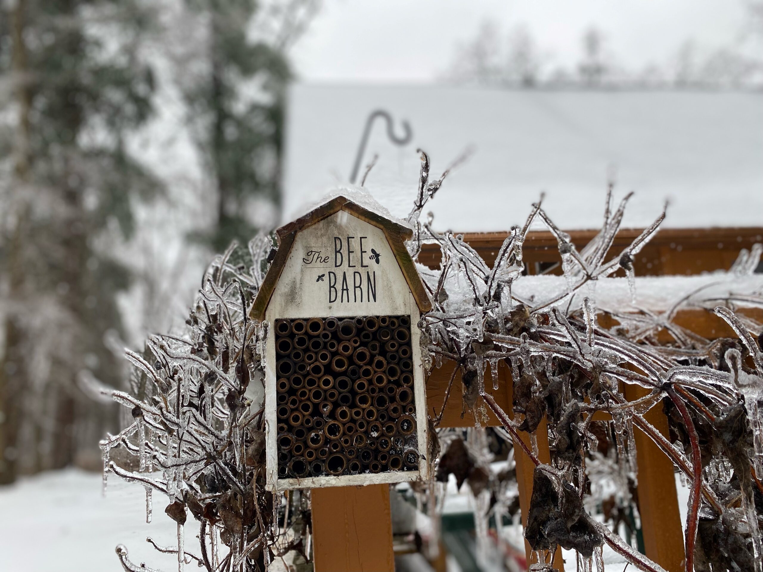 No Location icing over plant and bee hive