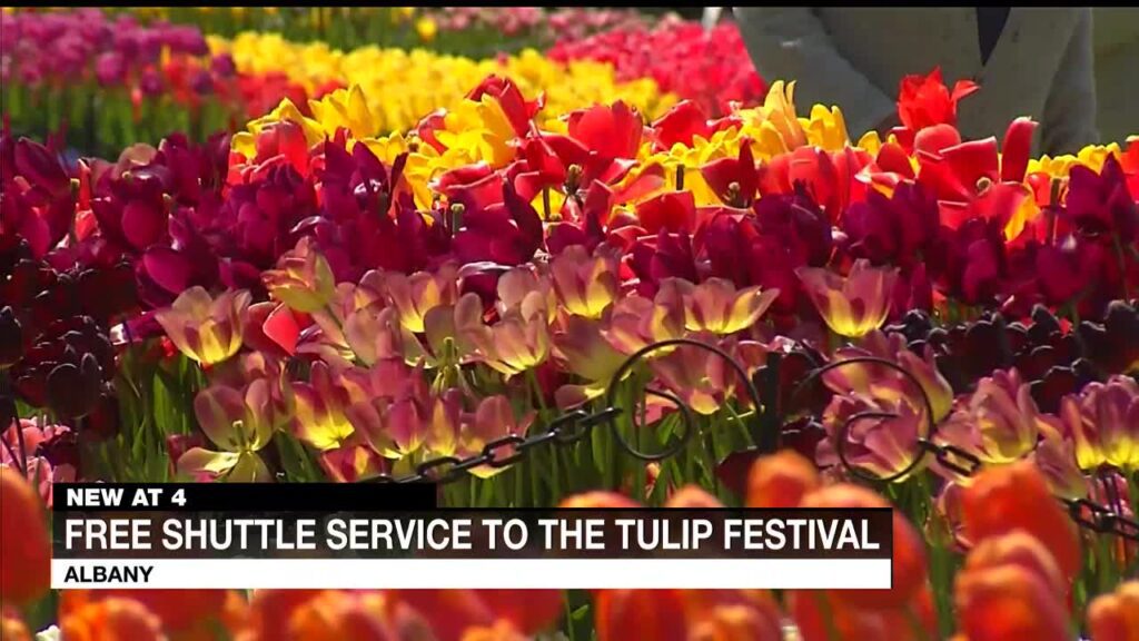 Albany Tulip Festival Archives NewsChannel 13