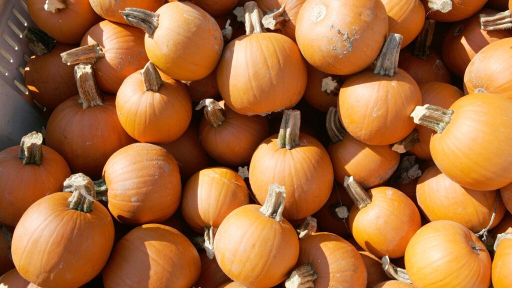 Event in Lake to catapult old Halloween pumpkins to oblivion