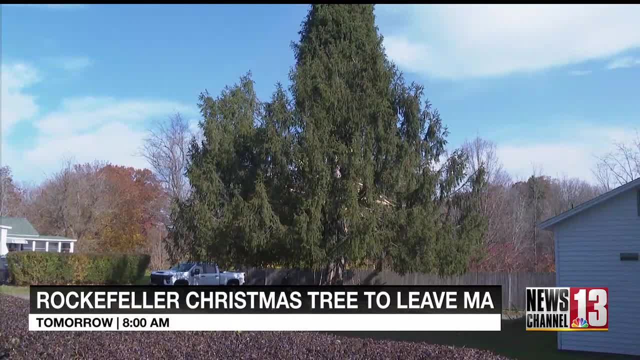 Rockefeller Center Christmas tree being cut down in Stockbridge WNYT